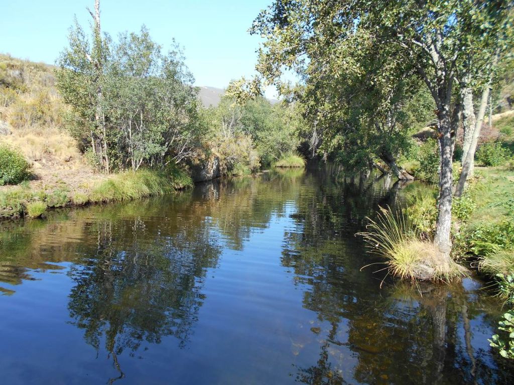 La vegetación no muestra siempre una conexión entre estratos desarrollada en la reserva natural fluvial Río Negro y afluentes