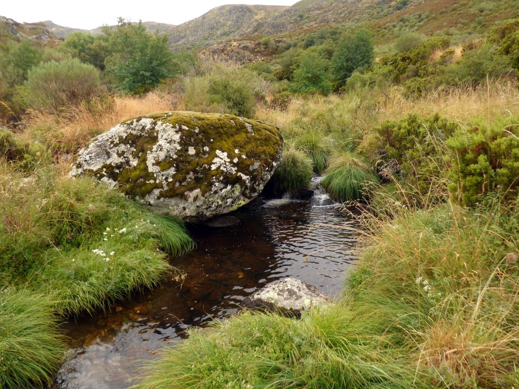 Paso de la reserva natural fluvial Río Bibey I por pradera de montaña