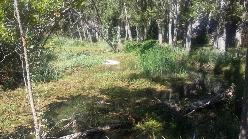 Restos de vegetación y macrófitos en el lecho del río en la reserva natural fluvial Hoces de Muriel de la Fuente