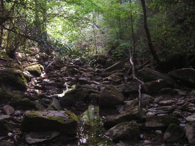 Reserva Natural Fluvial Cabecera de la Riera de Junyell