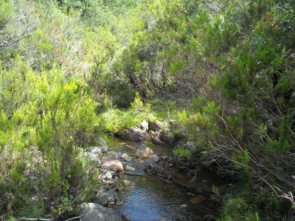 Matorrales bordeando el río en la reserva natural fluvial Arroyo Vallosera