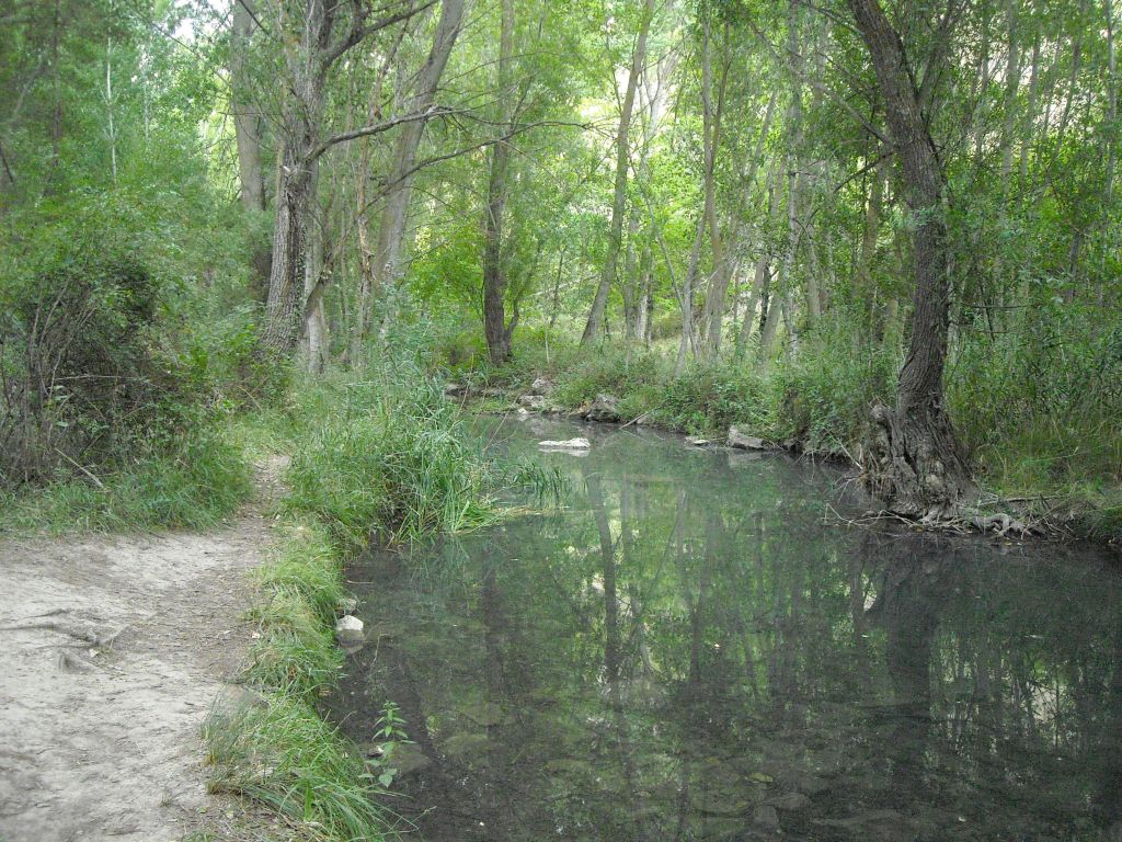 Galería del bosque de ribera protegiendo el río en la reserva natural fluvial Río Dulce