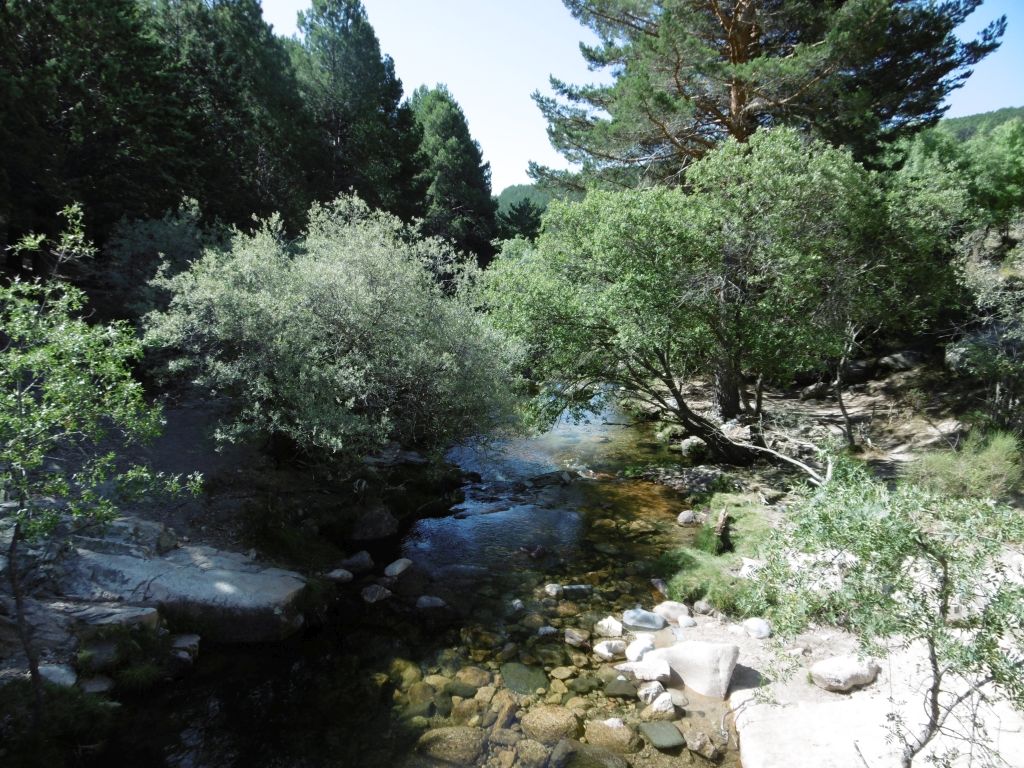 Sauces y pinos acompañando al río en la reserva natural fluvial Río Manzanares