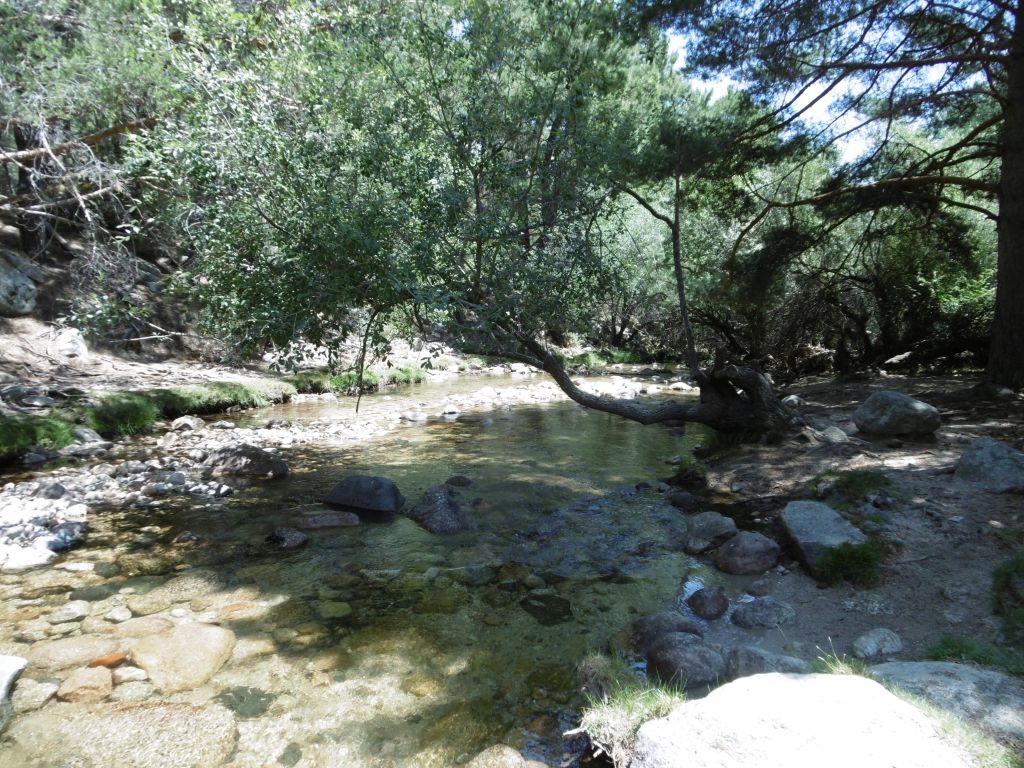 La vegetación de la reserva natural fluvial Río Manzanares ayuda a proteger la temperatura del agua en los días de verano