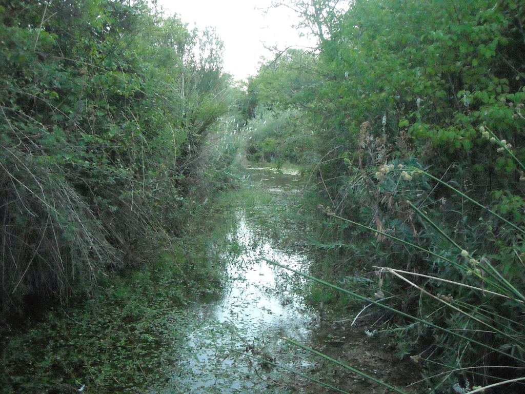 Zarzales y juncos en la reserva natural fluvial Arroyo Ompolveda