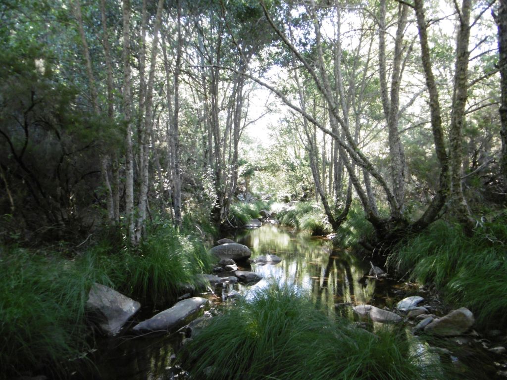 Bosque de ribera bien desarrollado en la reserva natural fluvial Río Francia