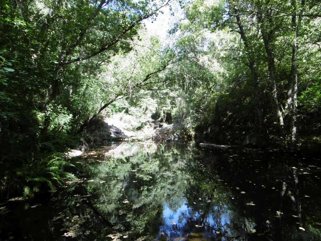 Agua remansada y bosque de ribera bien desarrollado en la reserva natural fluvial Río Francia
