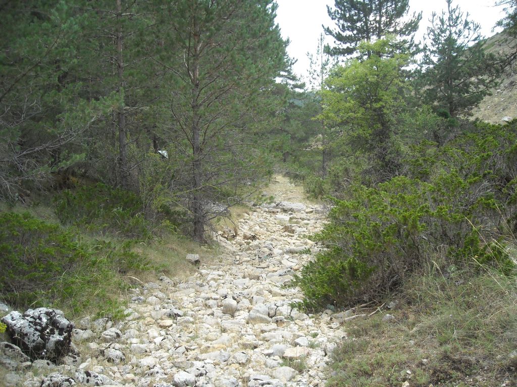 Resurgir de la vegetación en la reserva natural fluvial Rambla de la Sarguilla durante el periodo de estiaje