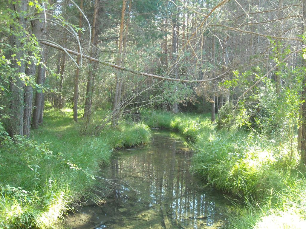 Sombreado del agua producido por la vegetación en la reserva natural fluvial Río Cuervo