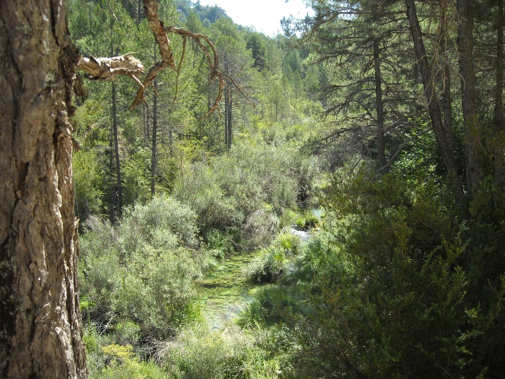 Densa vegetación protegiendo al río en la reserva natural fluvial Río Cuervo