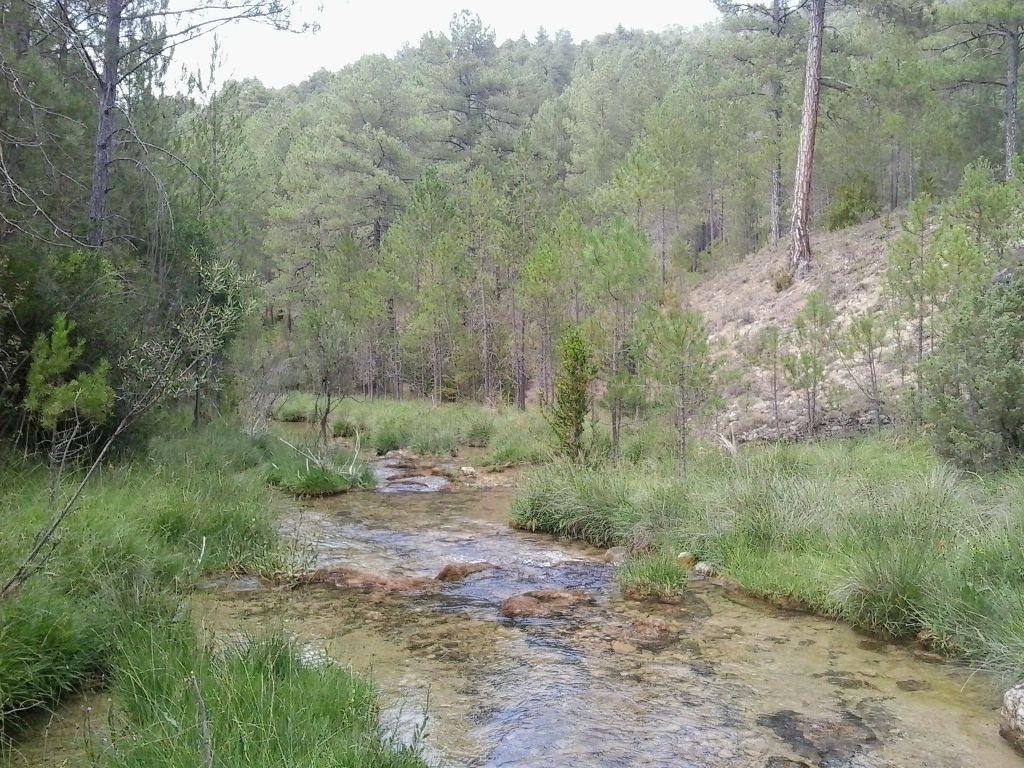 Tablas y rápidos conforman diversos hábitats en la reserva natural fluvial Río Escabas