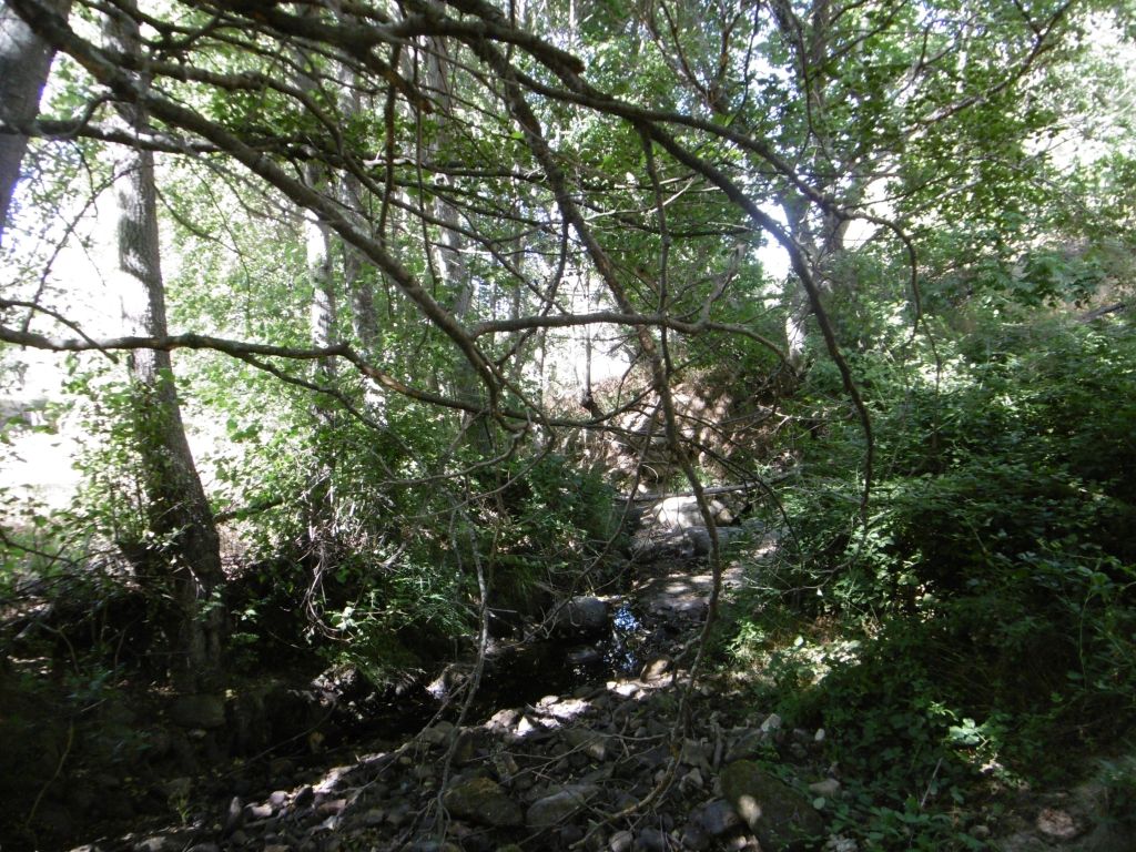 La vegetación da sombra y protege del calor a la reserva natural fluvial Río Navahondilla