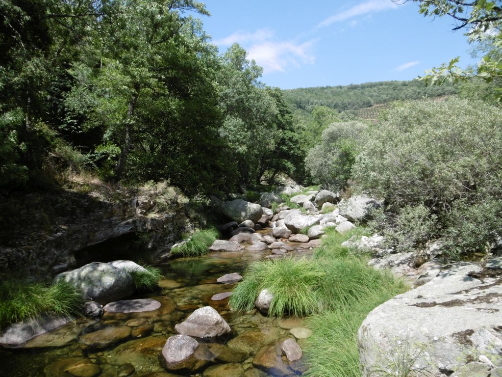 Vegetación bien desarrollada en las riberas de la reserva natural fluvial Garganta de los Infiernos