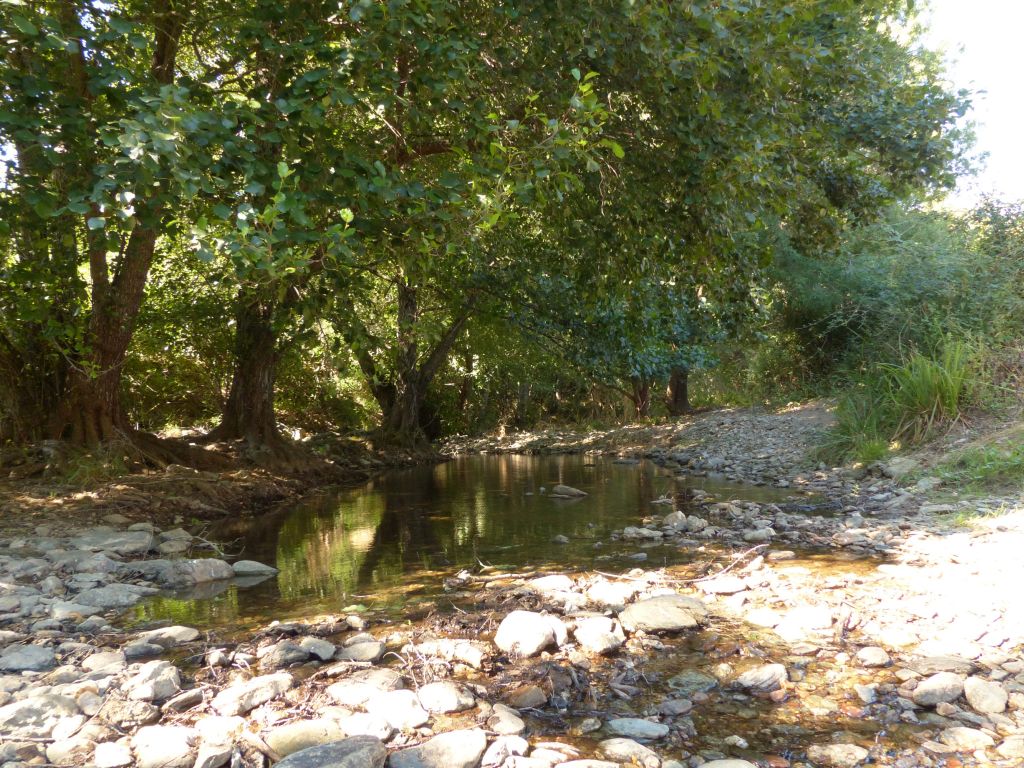 Alisos de gran porte a largo de la reserva natural fluvial Rivera de Huelva