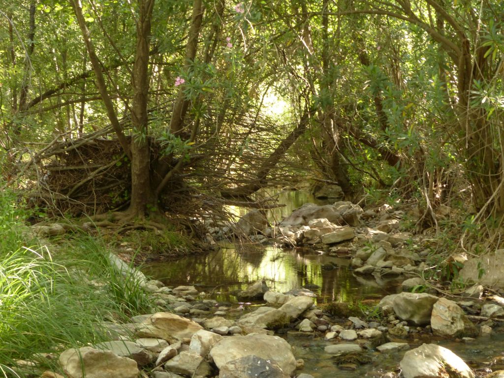 Bosque en galería de la reserva natural fluvial Río Guadalora