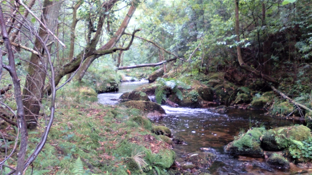 Reserva Natural Fluvial del Río Cobo. Zona: Cobo