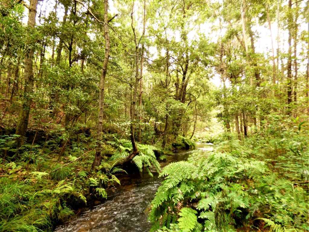 Reserva Natural Fluvial del Río Cobo. Zona: Cobo
