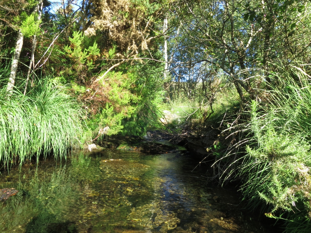 Reserva Natural Fluvial del Río Ulla-Deza. Zona: Candán
