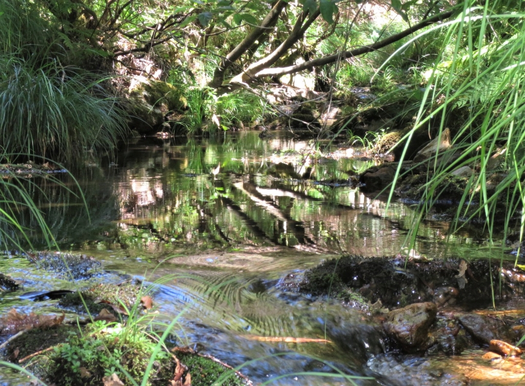 Reserva Natural Fluvial del Río Ulla-Deza. Zona: Candán
