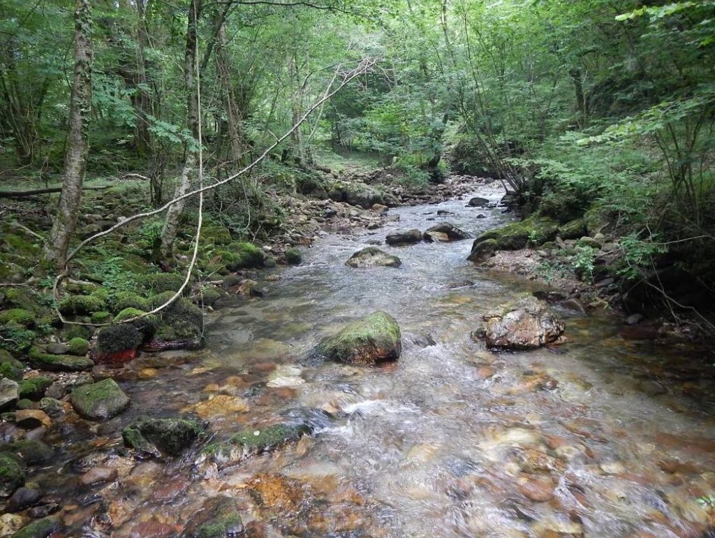 Diferentes estratos de vegetación de ribera presentes en la reserva natural fluvial Ríos Urrizate-Aritzacun