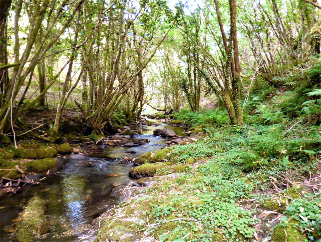 Reserva Natural Fluvial del Río Mera. Zona: Rego dos Carris