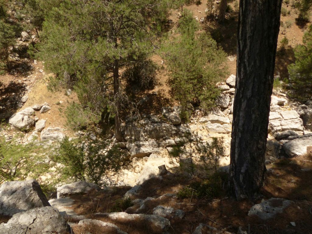 Los pinos llegan hasta el borde del cauce en tramos de la reserva natural fluvial Río Guadalentín