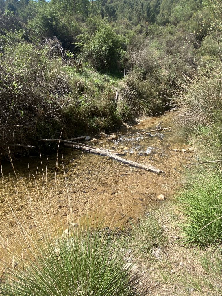 Cauce ganador del río Cebollón en la Sierra Almijara Autor: TTEC (mayo 2022)