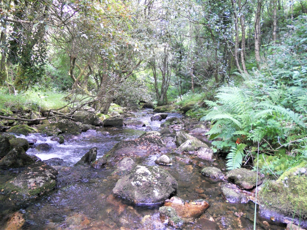 Reserva Natural Fluvial del Río Ouro. Zona: Rego da Furna