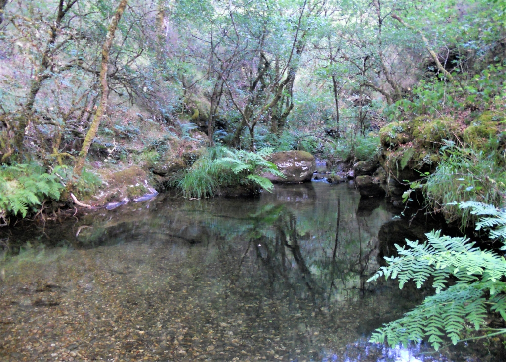 Reserva Natural Fluvial del Río Ulla-Deza. Zona: Río Asneiro