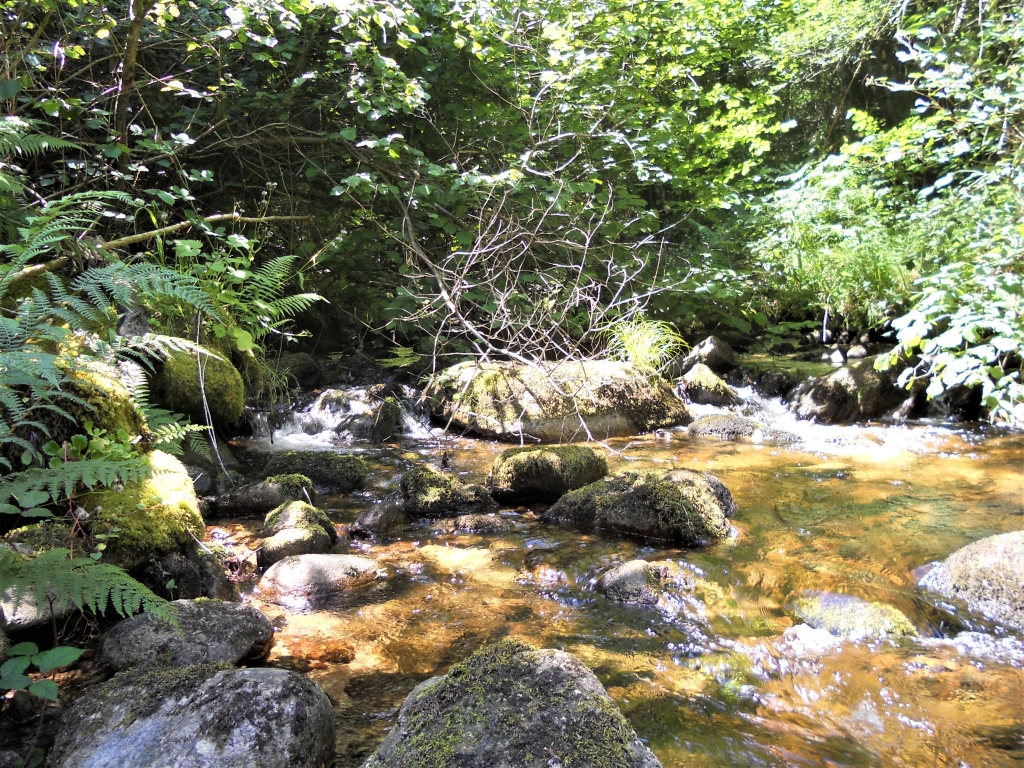 Reserva Natural Fluvial del Río Ouro. Zona: Rego das Cancelas