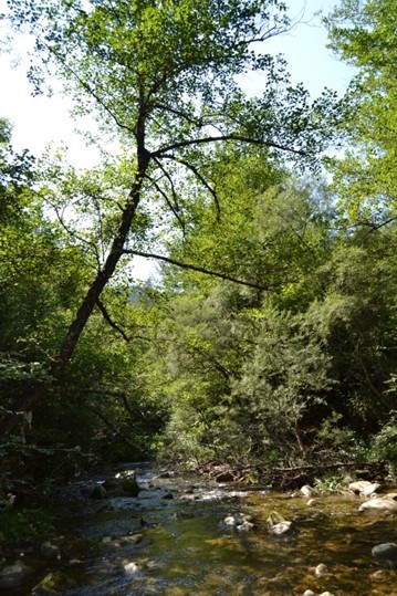 Reserva Natural Fluvial Riera de Vallfogona