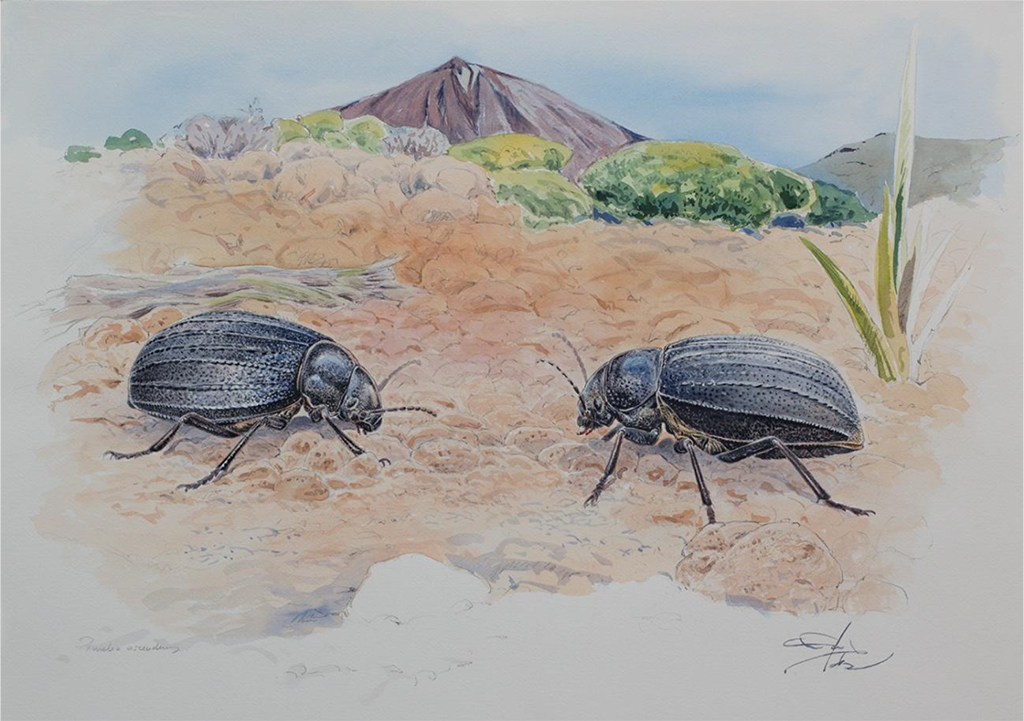 Panel 3. P.N Teide, Escarabajo, Francisco Hernandez. Tamaño: 42 cm x 60 cm.