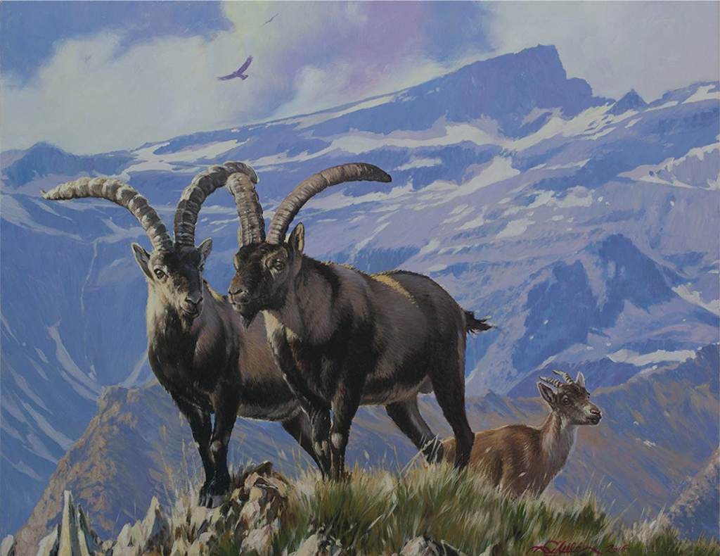 Panel 12. P.N Sierra Nevada, Cabra montés, Jaime Avilés. Tamaño: 61 cm x 78 cm.