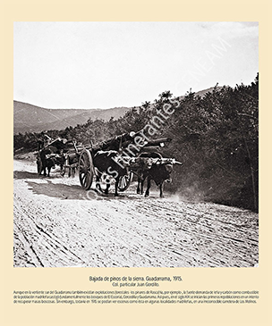 Bajada de pinos de la sierra. Guadarrama, 1915.
Col. particular Juan Gordillo.