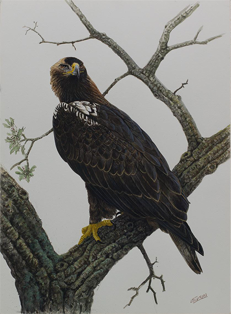 Panel 14. P.N Monfragüe, Águila imperial, Luis Cuaresma. Tamaño: 49 cm x 35 cm.