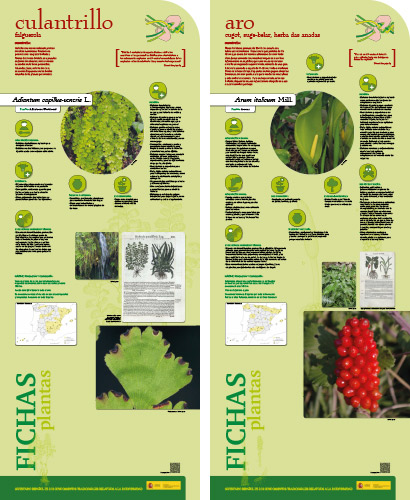 Fase II. Panel 10. Fichas de plantas: culantrillo - aro