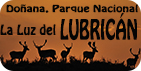 Doñana- La luz del Lubricán