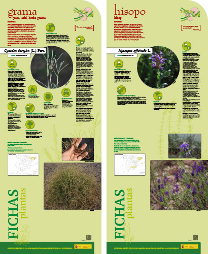 Fase II. Panel 14. Fichas de plantas: grama - hisopo
