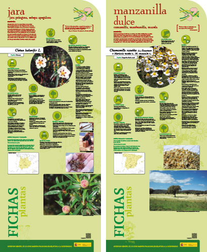 Fase II. Panel 17. Fichas de plantas: jara - manzanilla dulce