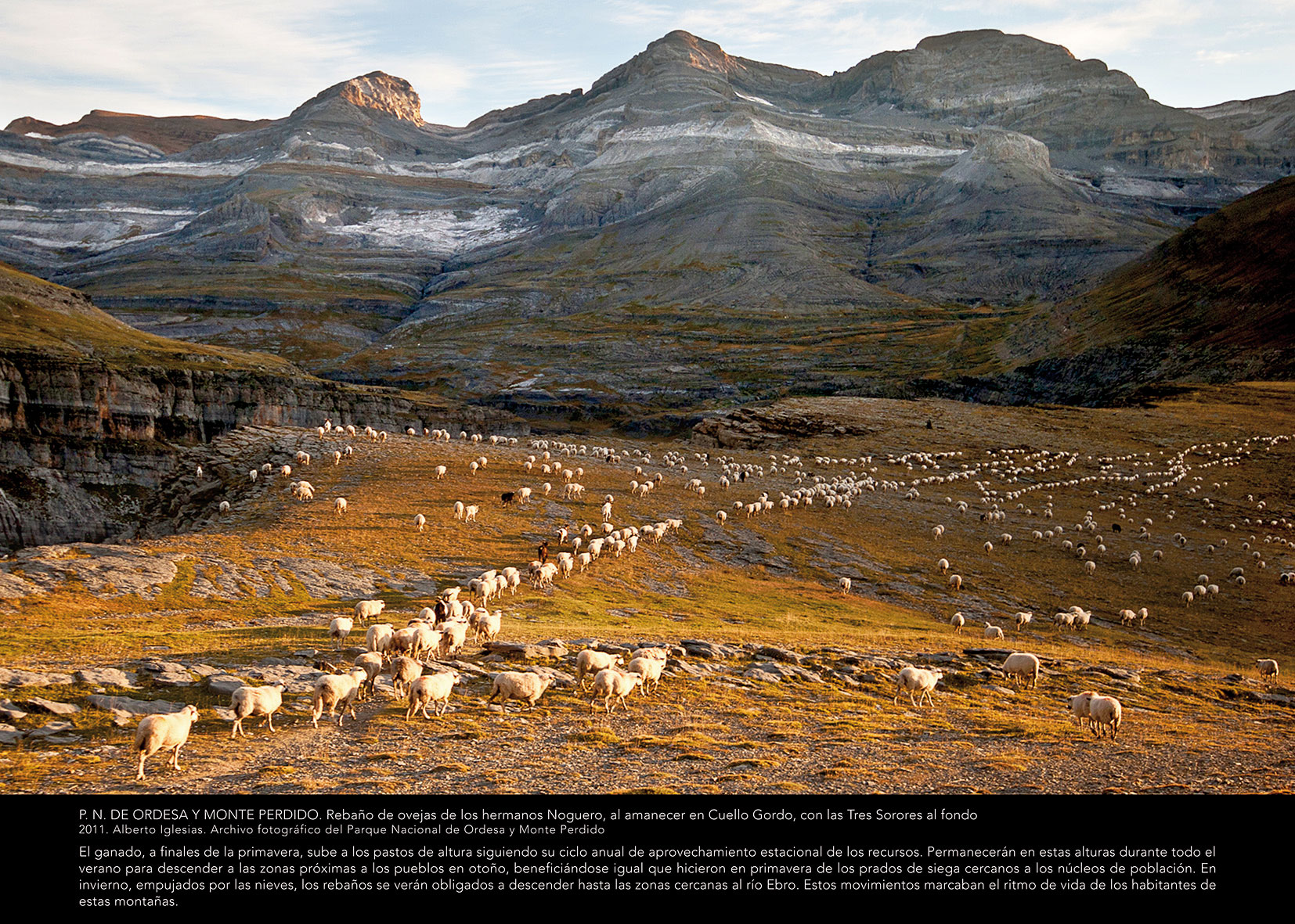 Panel Ordesa 11 - Rebaño de ovejas de los hermanos Noguero , al amanecer en Cuello Gordo, con las Tres Sorores al fondo
