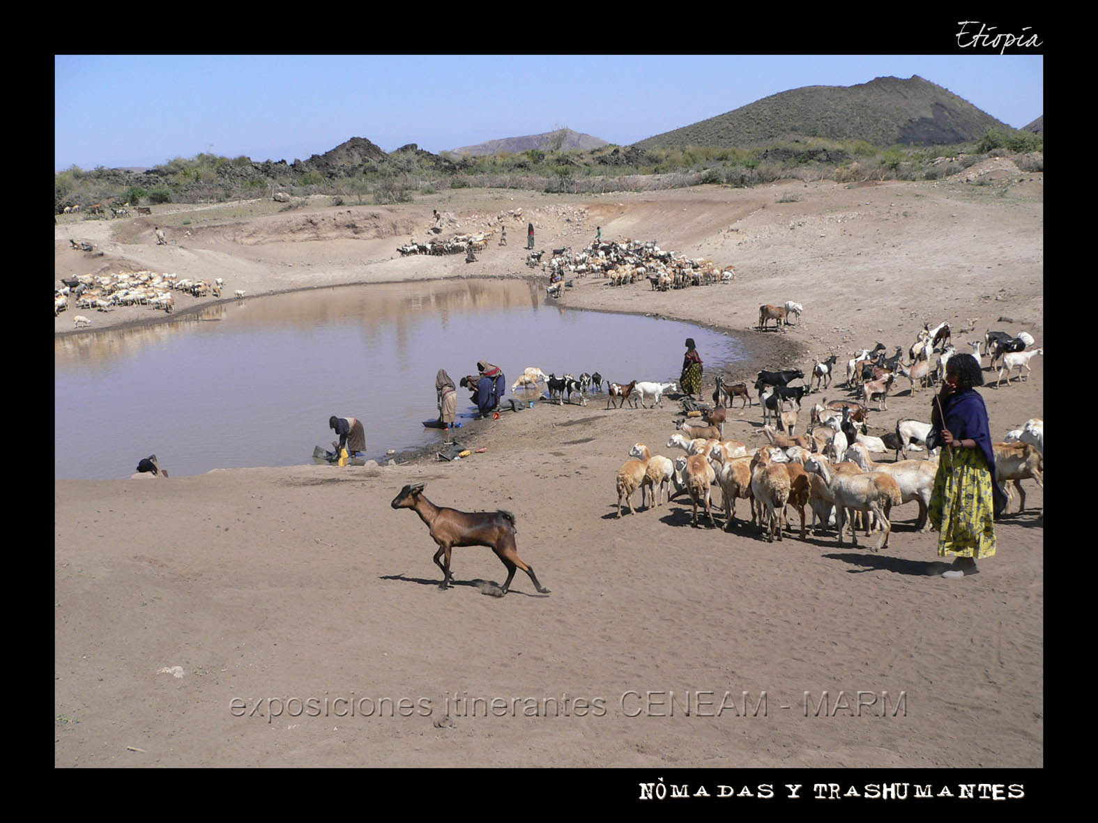 Rebaño con pastores al lago de una charca en Etiopía