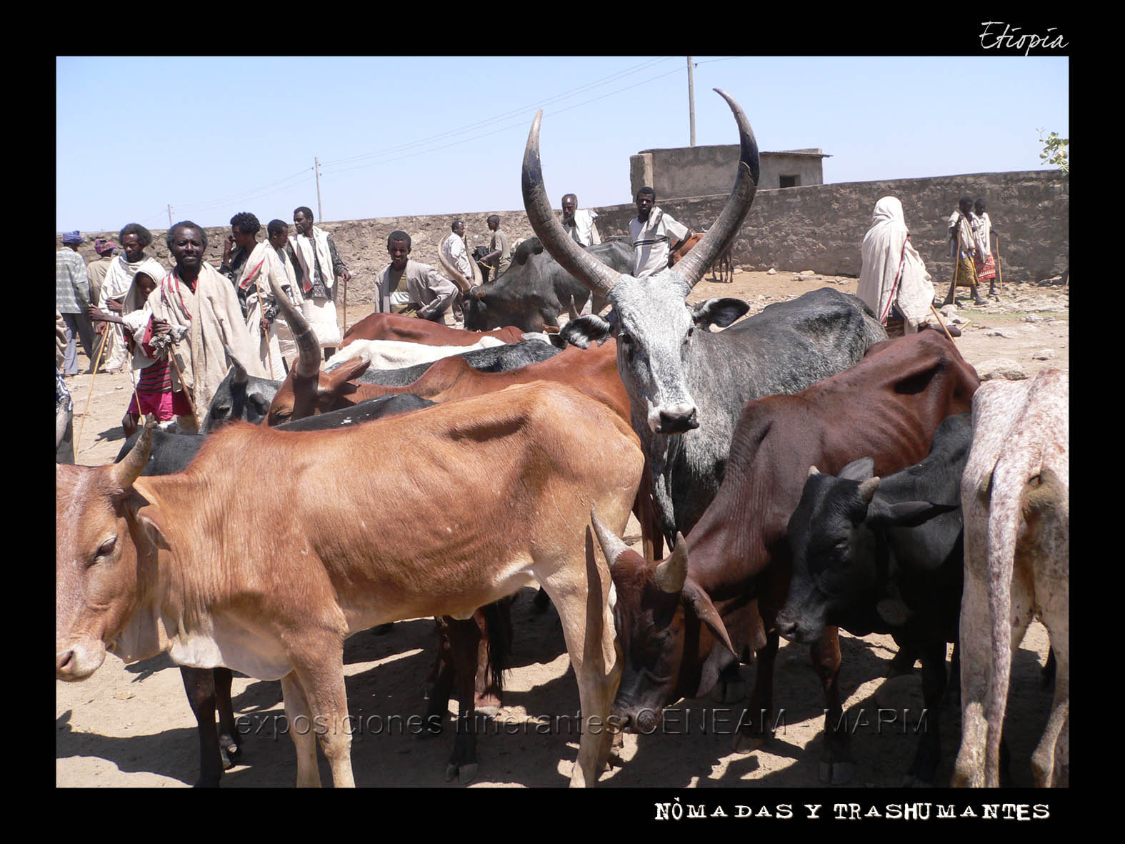 Grupo de vacas etíopes