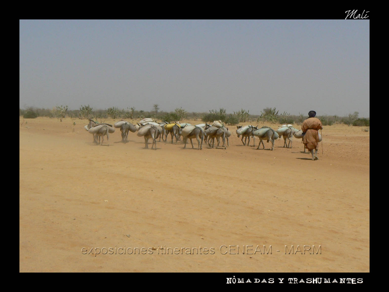 Animales transportando sacos en los lomos y pastor guiándolos