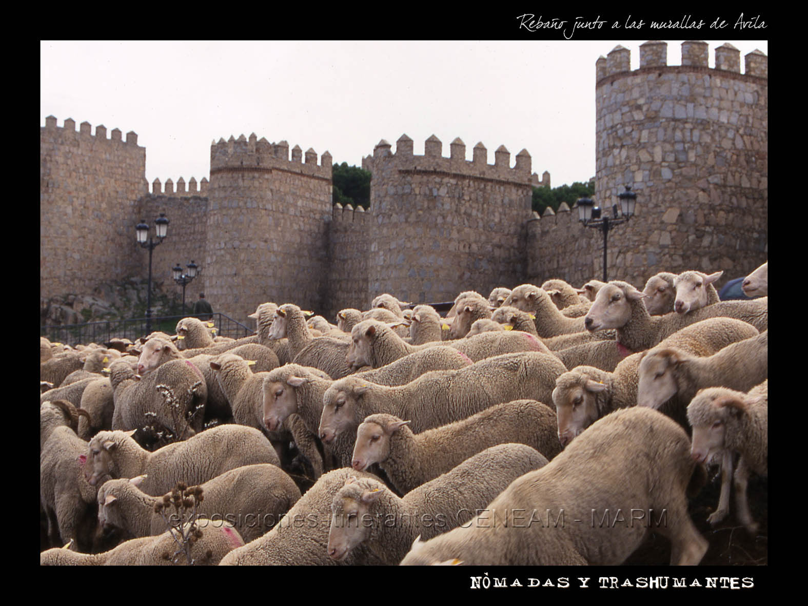 Rebaño de ovejas y al fondo la muralla de Ávila