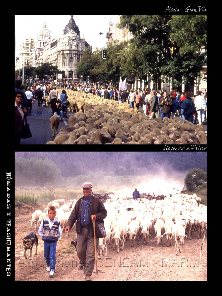 Dos fotos, una de un rebaño quiado por un pastor y su hijo. Otra con un rebaño pasando por Gran Vía