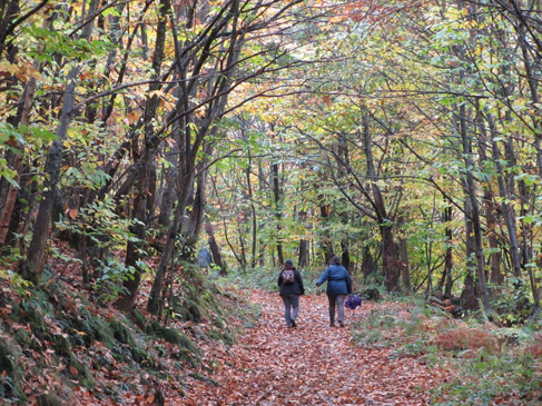 Recorrido por el frondoso bosque de Paseo de Soto de Agues (Asturias)