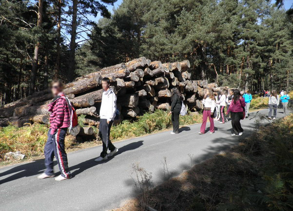 En el recorrido, los alumnos observan los troncos de pino procedentes de una corta