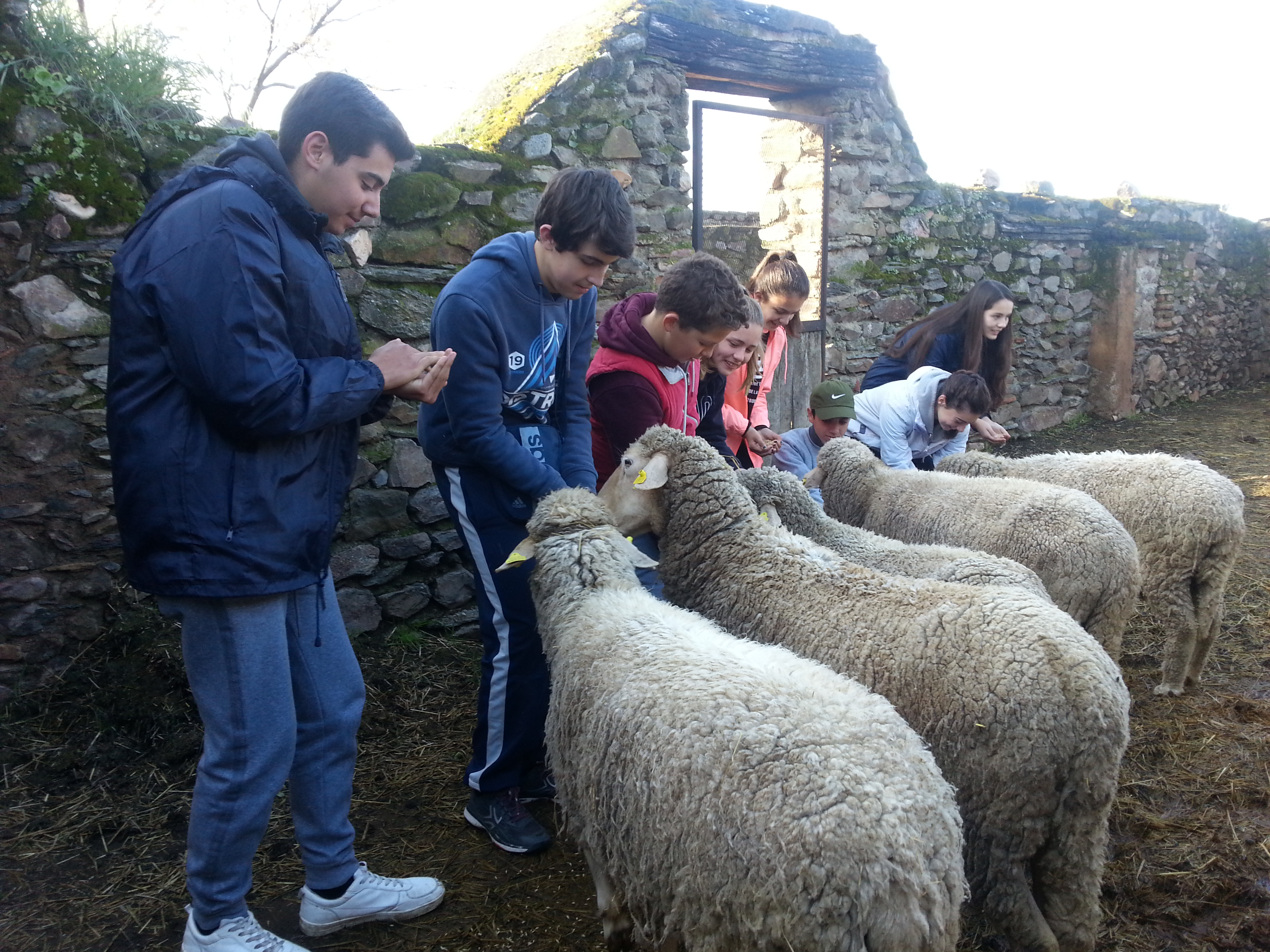Cuidando de las ovejas