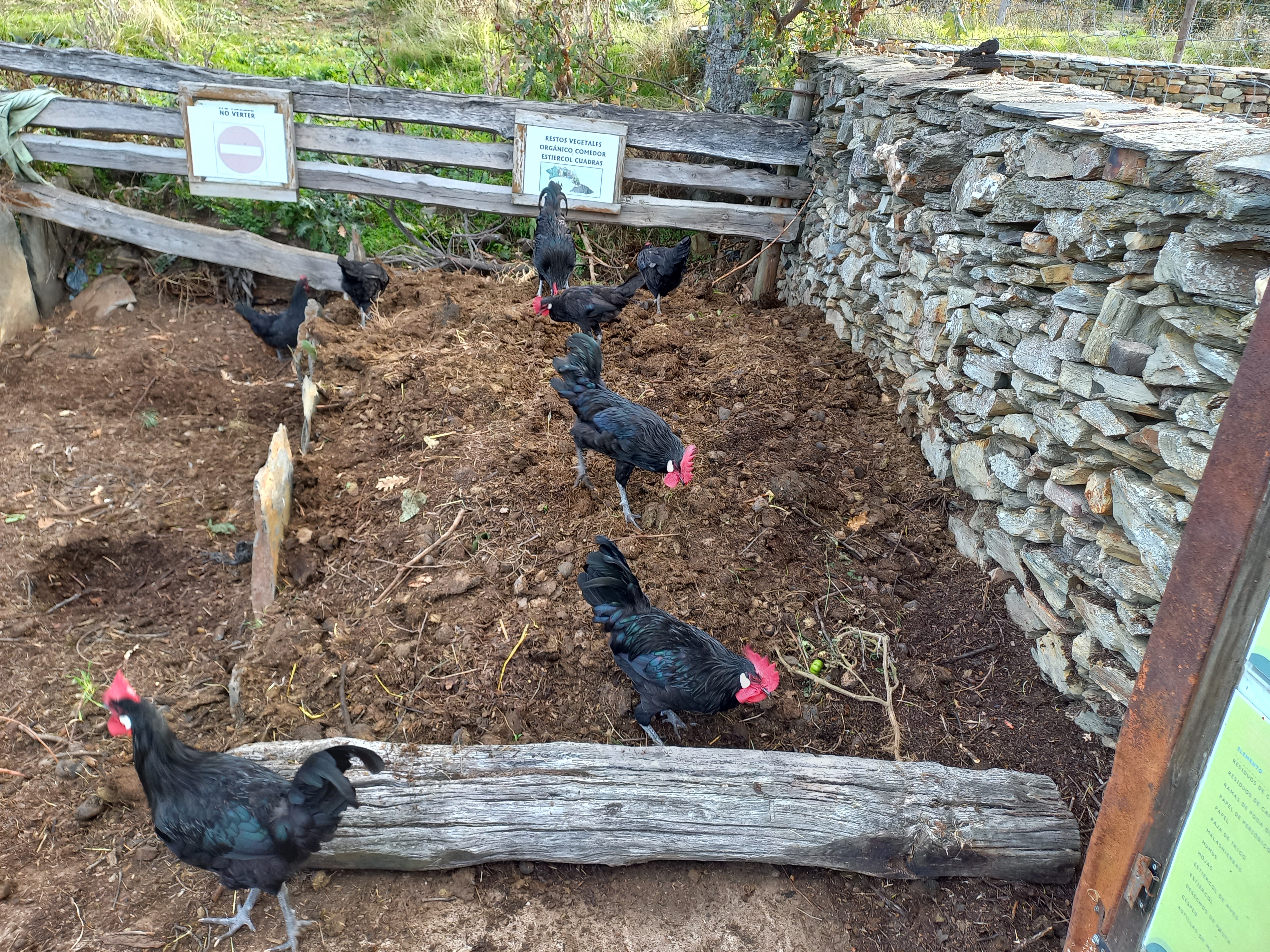 Gallinas en el compostero