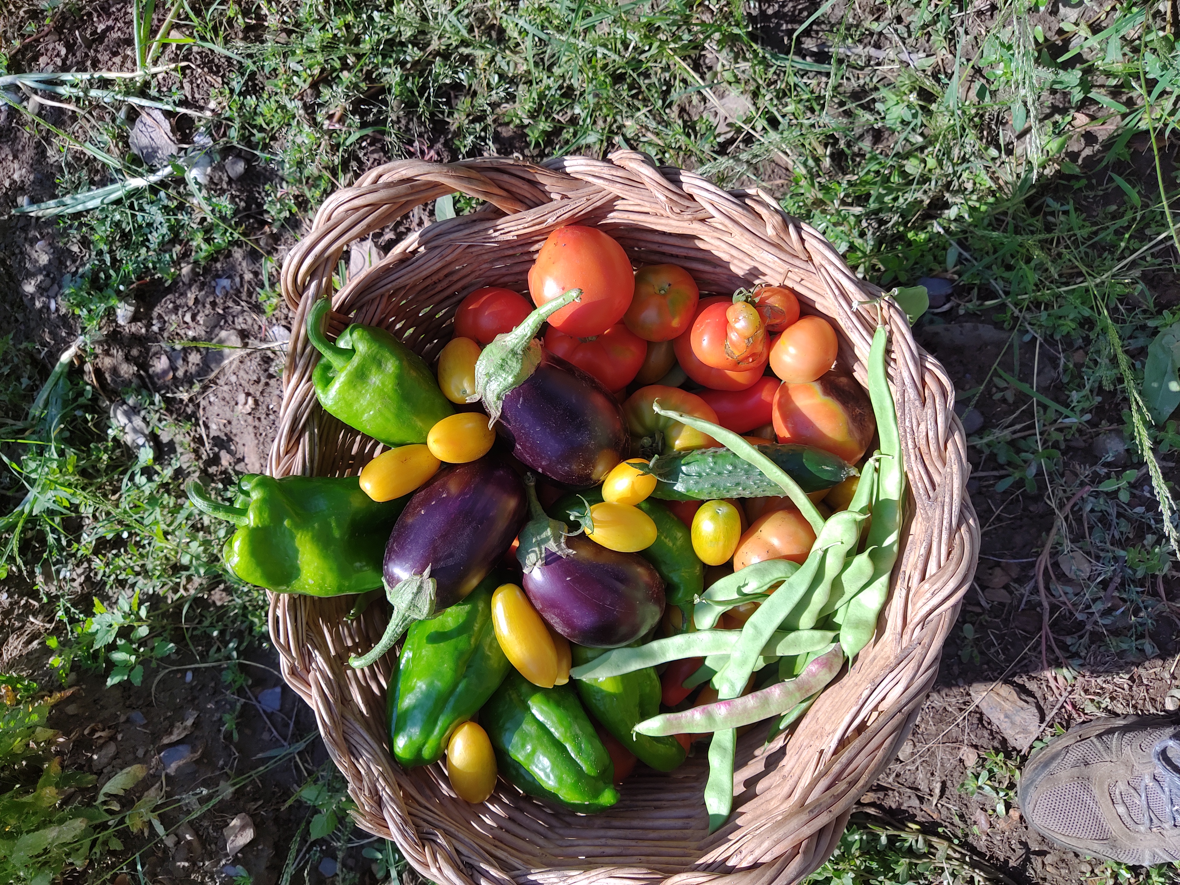 Cesto con productos de la huerta